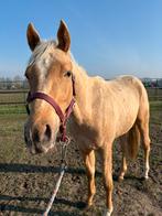 Quarter merrie, Dieren en Toebehoren, Paarden, Merrie