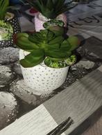 Nouvelle plante en pot, Enlèvement, En pot