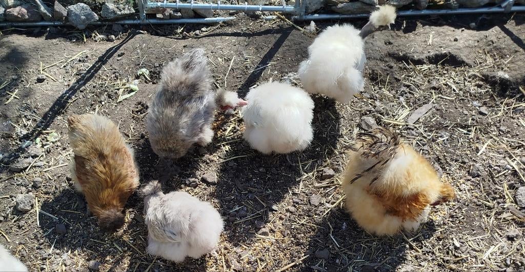 Zijdehoen kippen+haan (klassieke, frizzel en showgirls), Dieren en Toebehoren, Meerdere dieren, Kip