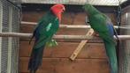 Couple de perruche royal 8 ans, Animaux & Accessoires, Oiseaux | Perruches & Perroquets, Perruche