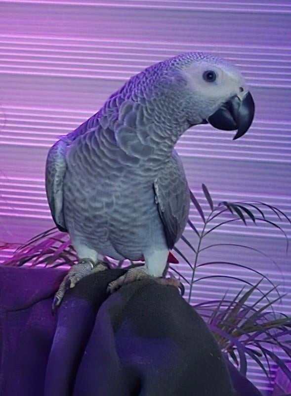 Perroquet à queue rouge gris, Animaux & Accessoires, Perroquet, Domestique