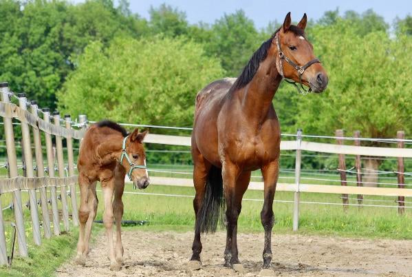 8-jarige merrie (Arezzo VDL x Julio Mariner), Dieren en Toebehoren, Paarden, Merrie, Springpaard, Met stamboom, Zadelmak
