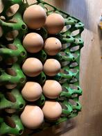 Broedeieren te koop, Dieren en Toebehoren, Pluimvee, Geslacht onbekend, Kip