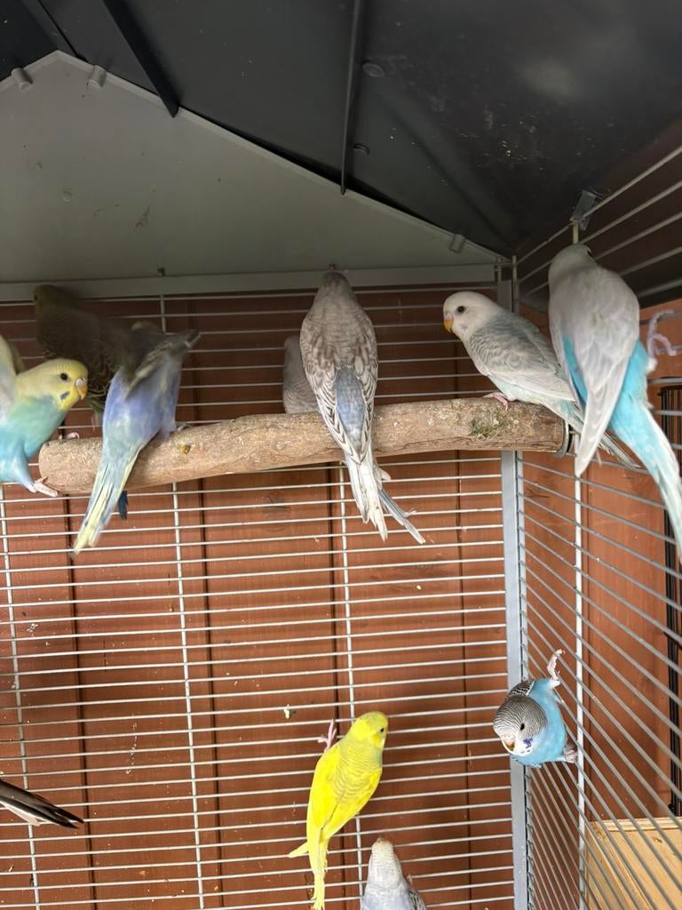 Te koop   10 jonge grasparkieten + 2 diamantduiven, Animaux & Accessoires, Oiseaux | Perruches & Perroquets