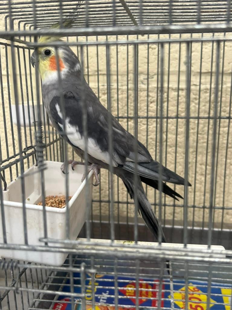 Calopsite mâle très bon chanteur, Animaux & Accessoires, Enlèvement