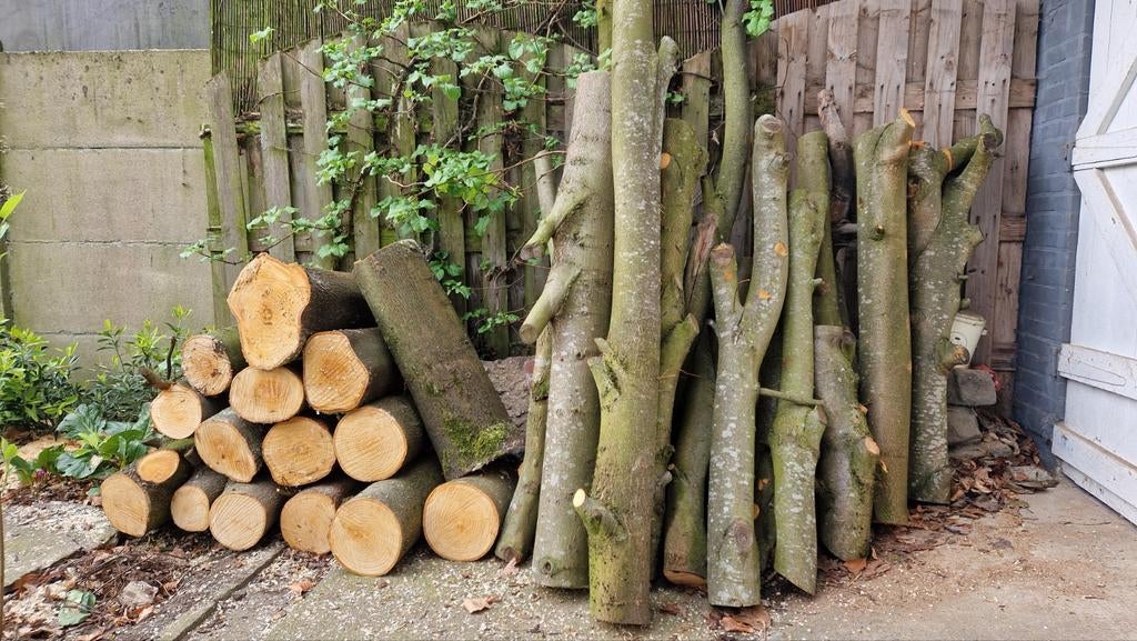 Brandhout - ongekliefd, niet gedroogd, lindebomen, Moins de 3 m³, Enlèvement, Autres essences de bois, Troncs d'arbres