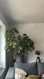 Grote kamerplant, Huis en Inrichting, Kamerplanten, Ophalen, Halfschaduw, In pot, 150 tot 200 cm