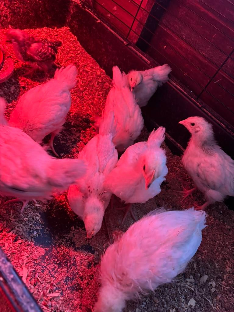 sussex en poule de bresse kuikens, Animaux & Accessoires, Volatiles, Sexe inconnu, Poule ou poulet