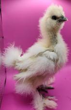 Usa zijdehoen hennen, Dieren en Toebehoren, Pluimvee, Vrouwelijk, Kip