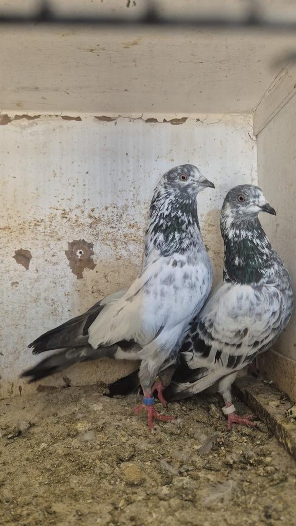 Kopel Pakistan hoogvlieger, Dieren en Toebehoren