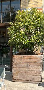 2 grote bomen in houten bakken, Enlèvement