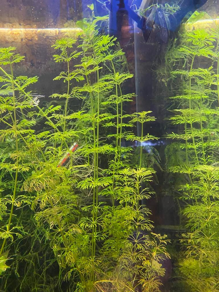 Aquarium planten, Dieren en Toebehoren, Ophalen