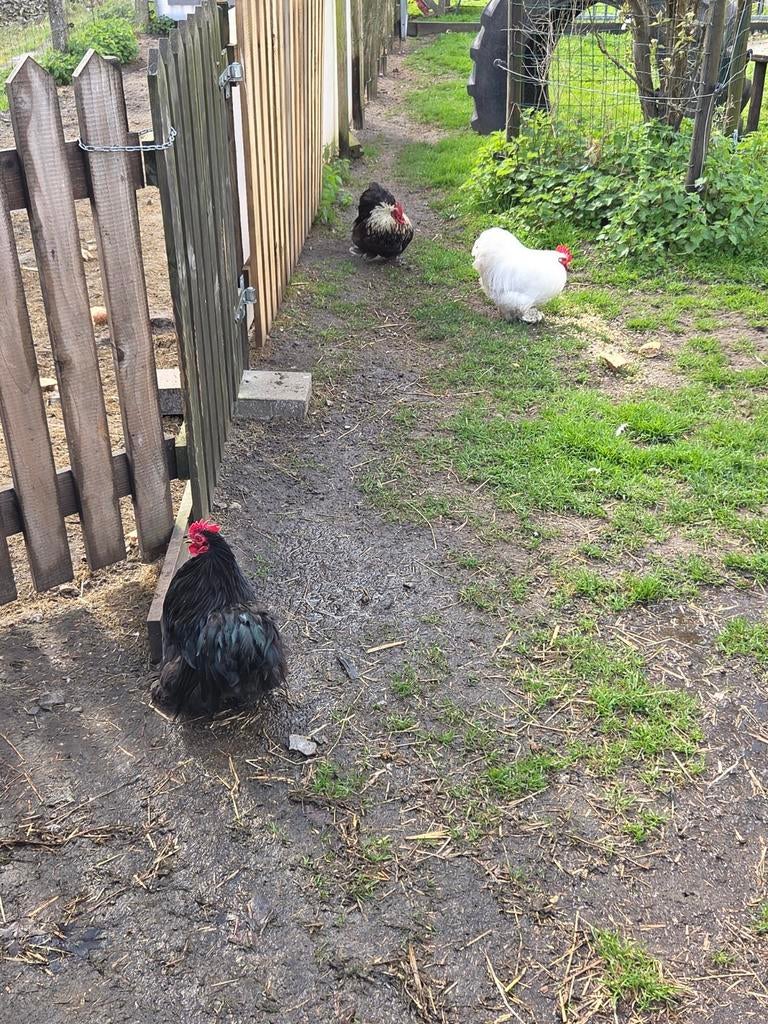 Choking haantjes 3 stuks