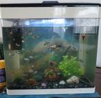 Aquarium Superfish COMPLET, Dieren en Toebehoren, Ophalen, Zo goed als nieuw, Gevuld zoetwateraquarium