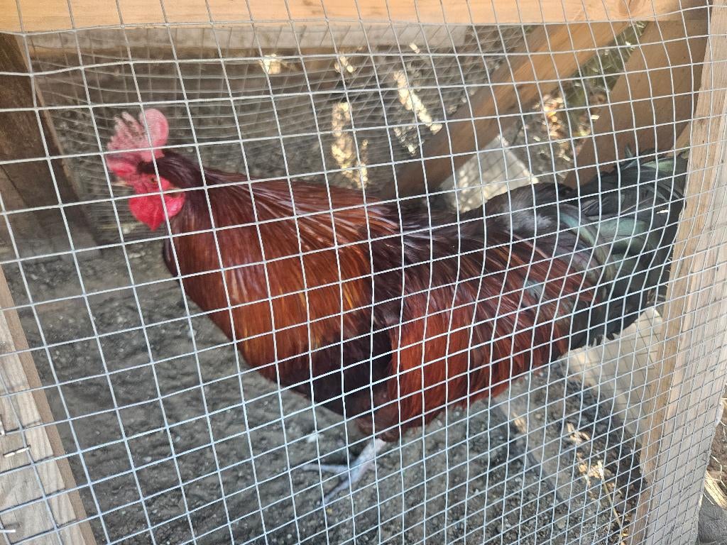 Haan, Dieren en Toebehoren, Pluimvee, Mannelijk, Kip