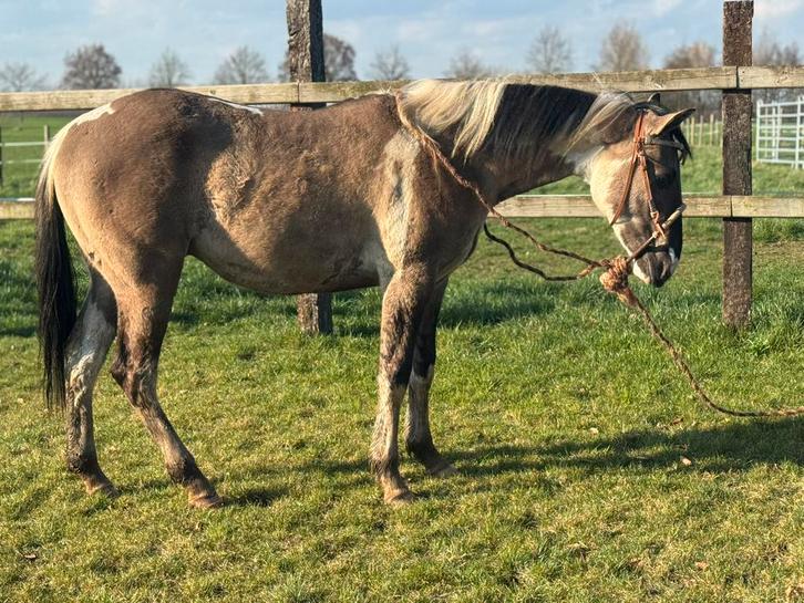 Prachtige Paint hengst, Dieren en Toebehoren, Pony's, Hengst, Onbeleerd, D pony (1.37m tot 1.48m), 0 tot 2 jaar, Met stamboom