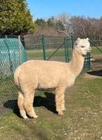 Prachtige jonge alpaca fokmerrie, Octobre, Femelle