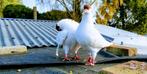 Nederlandse helm duiven, Animaux & Accessoires, Oiseaux | Pigeons