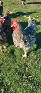 Haan Mechelse koekoek