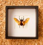 open kever in kader, Verzamelen, Dierenverzamelingen, Ophalen of Verzenden, Nieuw, Insect, Opgezet dier