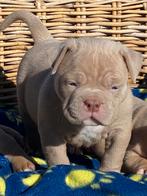 Bully pups ( pocket ), Parvo, België, Overige rassen, 8 tot 15 weken