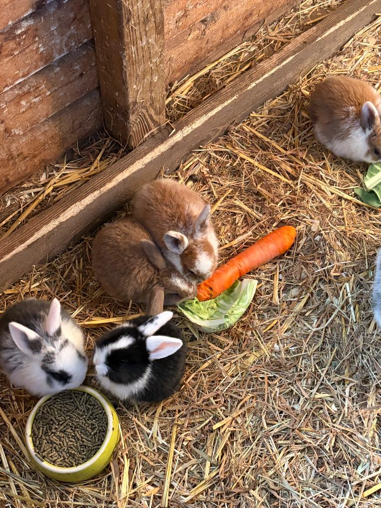 Konijn, Plusieurs animaux, Taille moyenne, Oreilles tombantes, 0 à 2 ans