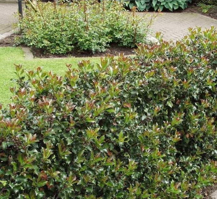 Ilex Blue Prince, Jardin & Terrasse, Plantes | Arbustes & Haies, Haie, Houx, Enlèvement