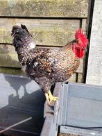 Haan, Dieren en Toebehoren, Mannelijk, Kip