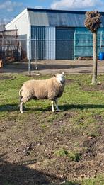 Bélier à moutons à vendre, Mâle, Mouton, 0 à 2 ans