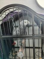 roodstaartpapegaai   en kooi, Dieren en Toebehoren, Vogels | Parkieten en Papegaaien