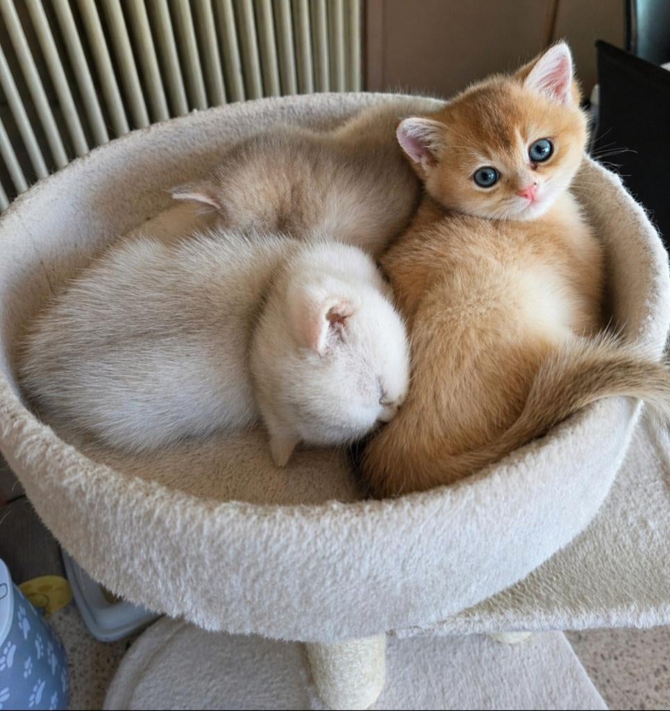 Britse korthaar te reserveren, Dieren en Toebehoren, Katten en Kittens | Raskatten | Korthaar, Meerdere dieren, Met stamboom, 0 tot 2 jaar