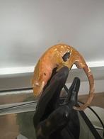 1.0 Harlequin Wimpergekko | Gecko à Crête reproducteur, Animaux & Accessoires, Enlèvement