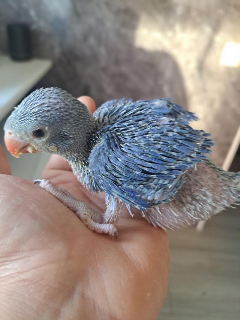 Collier pour perruche âgé de 5 semaines, Animaux & Accessoires