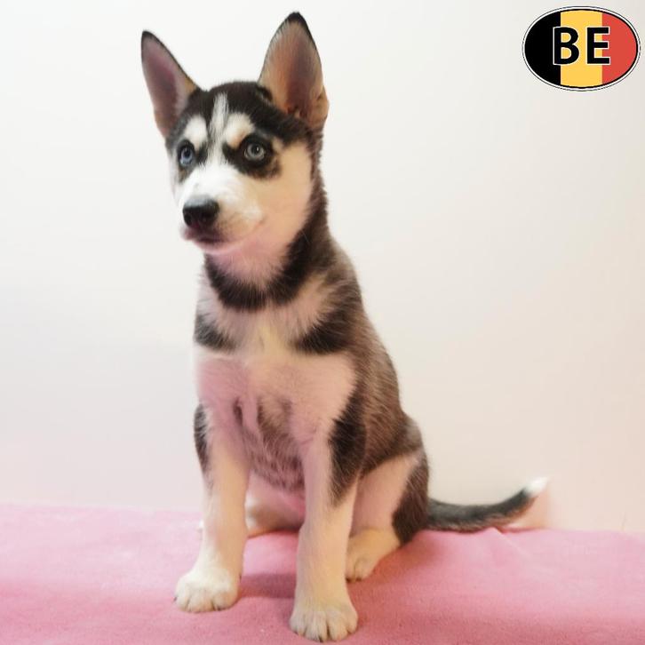 Husky Sibérien - chiots belges à vendre, Animaux & Accessoires, Chiens | Huskys, Loulous & Types primitifs, Plusieurs animaux