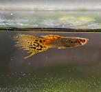 Guppen, Vis, Zoetwatervis