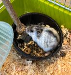 handtamme dwerghamster te koop, Dieren en Toebehoren, Knaagdieren, Hamster, Juli, Vrouwelijk, Tam