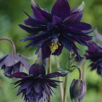 Aquilegia vulgaris ‘Black Barlow’ beschikbaar voor biedingen