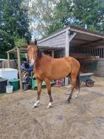 3-jarige ruin - Colorit Z x Lupicor, Dieren en Toebehoren, Paarden, Springpaard, Minder dan 160 cm, Gechipt, Ruin