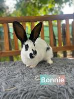 TER ADOPTIE VOEDSTER ong 1,5 jaar oud