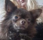 Chihuahua pups, Dieren en Toebehoren, Honden | Chihuahua's en Gezelschapshonden, CDV (hondenziekte), Meerdere, 8 tot 15 weken