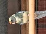 Pennanten pop, Dieren en Toebehoren, Vogels | Parkieten en Papegaaien