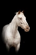 Verzorger/halve stal gezocht, Merrie