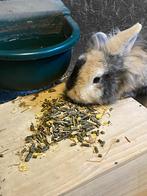 Kleine tamme konijntjes, Dieren en Toebehoren, Konijnen, Hangoor