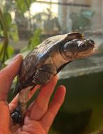 1-3 pelomedusa subrufa (en aquarium), Schildpad