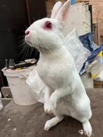 haasdwerg dwergkonijn - lièvre nain, Dieren en Toebehoren, Konijnen, Meerdere dieren, Dwerg, 0 tot 2 jaar