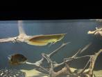 Arowana Albino 40cm, Vis, Zoetwatervis