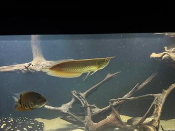Arowana Albino 40cm beschikbaar voor biedingen