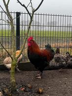 Marans hennen, Dieren en Toebehoren, Pluimvee, Kip