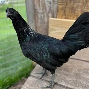 Hmong/voodoo kippen, Dieren en Toebehoren, Pluimvee