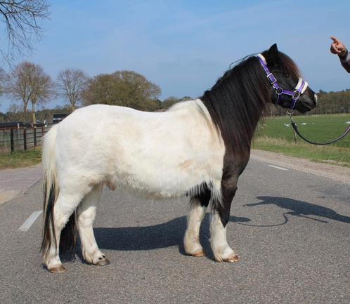 super gave grote maat shetlander ruin betuigd, Dieren en Toebehoren, Pony's